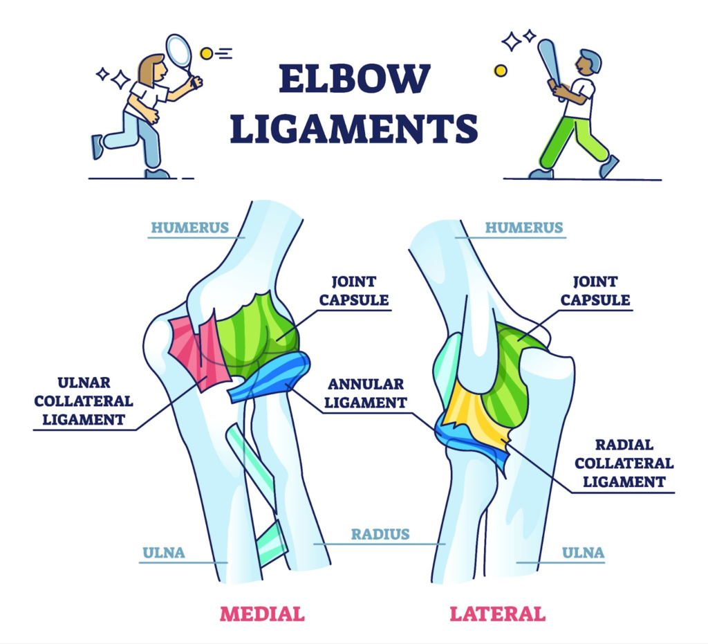 Ligaments Of Elbow Joint
