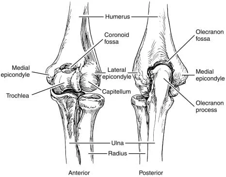 Elbow Joint