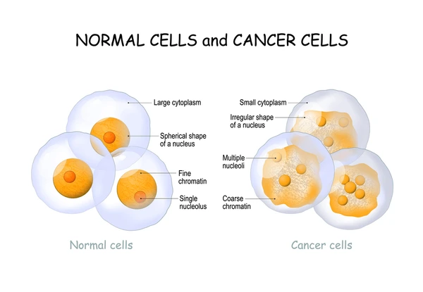 normal and Cancer Cells
